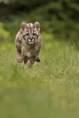 Abwaschbare Fototapete Puma Puma, Puma