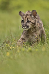 Naklejka premium Puma, Cougar