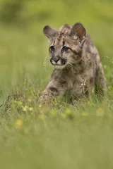 Crédence de cuisine en verre imprimé Puma Puma, Cougar