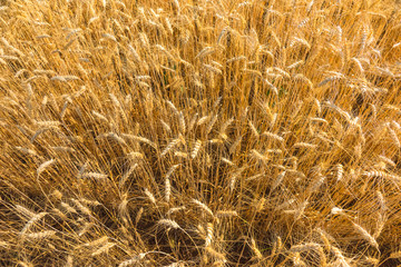 Golden fields of wheat, barley growing