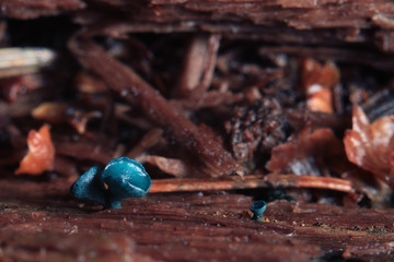 small mushrooms macro moss