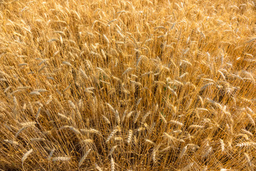 Golden fields of wheat, barley growing