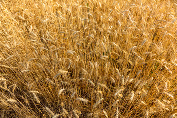 Golden fields of wheat, barley growing
