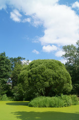 Остров с деревом на пруду в парке