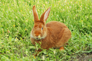 Beautiful red rabbit on grass
