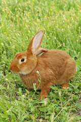 Beautiful red rabbit on grass
