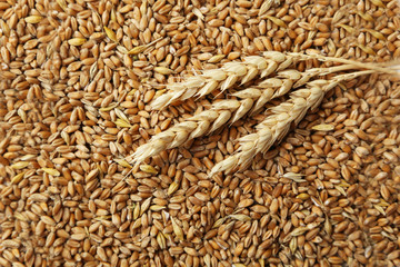 Ears of wheat and wheat grains background