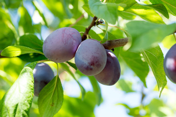 Plum / Plum on a plum tree