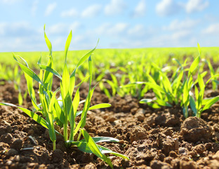 Young wheat seedlings growing in a soil.