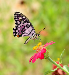 Butterfly on flower