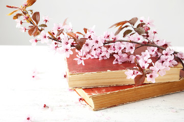 Spring flowering branch with books on white wooden background