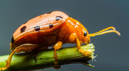 Obraz premium Ladybug