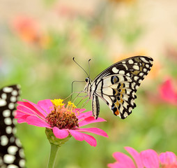 Fototapeta na wymiar Butterfly on flower