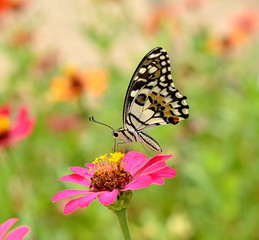 Butterfly on flower