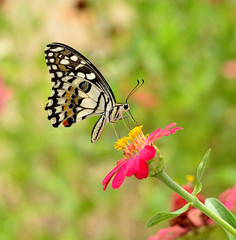 Fototapeta premium Butterfly on flower