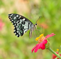 Butterfly on flower