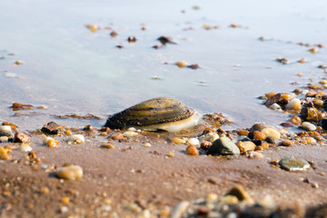 Water / Water and many Stones with seashell