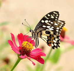Butterfly on flower