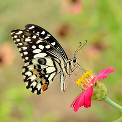Butterfly on flower