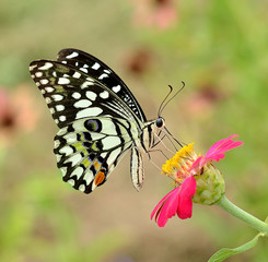 Butterfly on flower