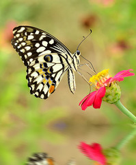 Butterfly on flower