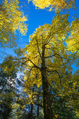 Fototapeta premium Nel bosco