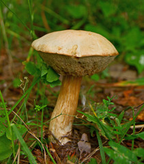 Leccinum holopus white birch bolete mushroom in forest
