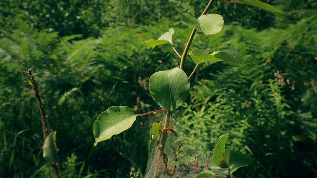 The cradle of caterpillars.