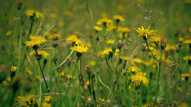 Crepis capillaris. The meadow panorama.
