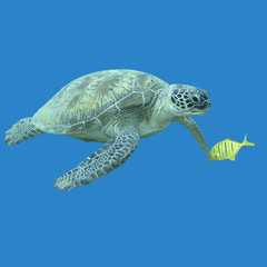 Fototapeta premium single great turtle in tropical sea , underwater