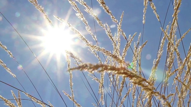 Gras in the bright sun