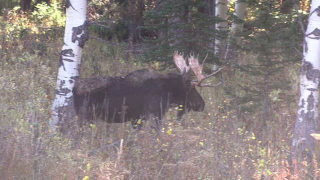 Bull Moose in Fall