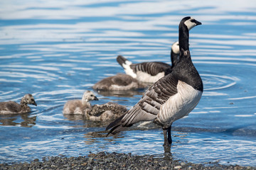 Barnacle Goose