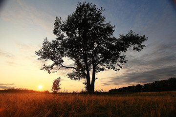 summer landscape with a lone tree at sunset barley field in the village