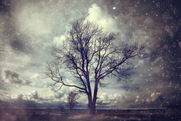 Fototapeta na wymiar Autumn lonely tree in the wind field