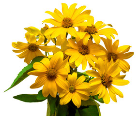Bouquet of yellow daisies