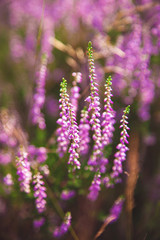 Close-up of beautiful purple heather