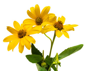 Bouquet of yellow daisies