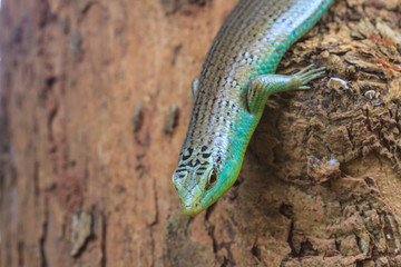 Olive Tree Skink