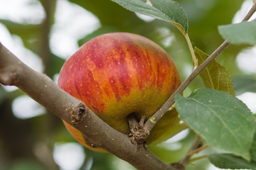 red apples on a tree