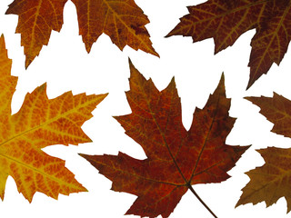 Buntes Herbstlaub, Anordnung auf Leuchttisch