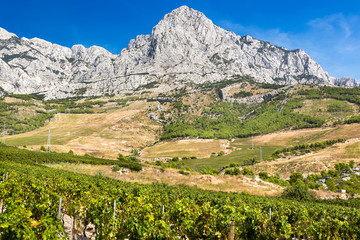 Vineyard with Biokovo near Adriatic Sea, Croatia