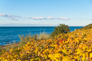 Leuchtende Farben am herbstlichen Ostseestrand, am Meer, Herbstanfang, Herbstfarben, Dünenrosen, Sanddorn, Ostseedünen, Herbstsaison