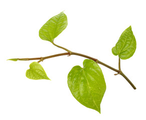 Betel on isolated background.