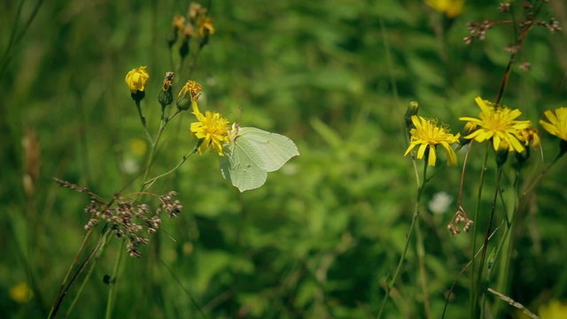 The Gonepteryx butterfly drinks nectar and flies away.