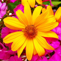 Yellow daisy flowers and purple phlox
