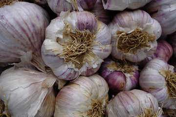 Knoblauch