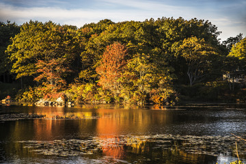 Fototapeta premium autumn colorful leaves