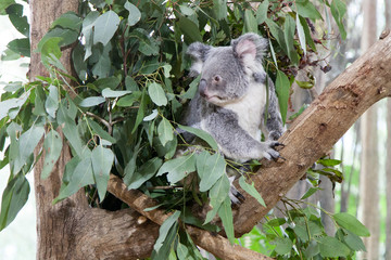 Koala bear on a tree