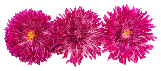 Three pink chrysanthemum